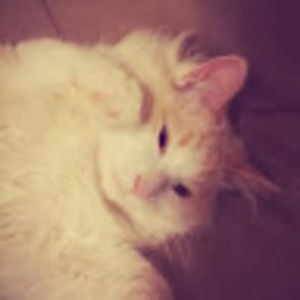 Meet your Posher, Bahareh